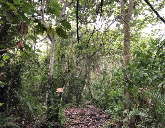 Turaco Trails : Birding in Kibale Uganda