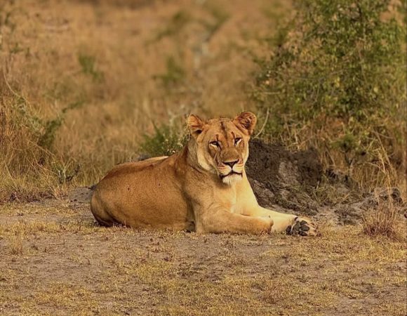 Lion resting on the ground surrounded by savanna grassland