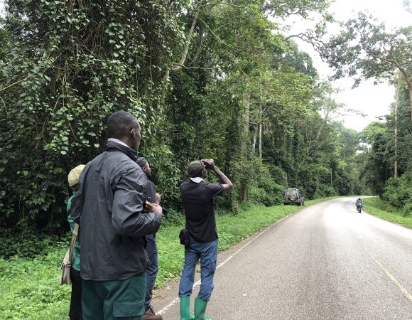 Global Big Day 2025 in Kibale National Park, Uganda : Red-chested Owlet sightings, birding in Kibale Forest