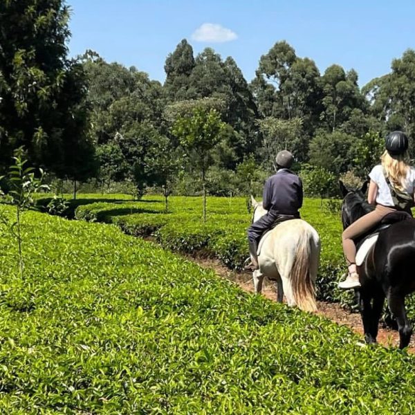 Two women horse riding on a sunny day 