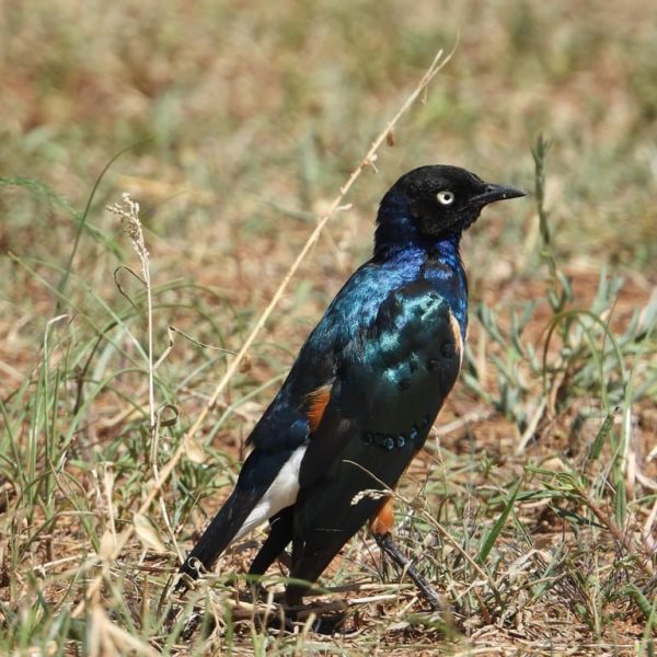 A superb Starling on the ground with dry grass in the background