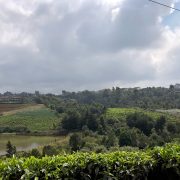 Things to do in Tigoni Kenya : Tigoni tea farms. Tigoni life, Tigoni tourism