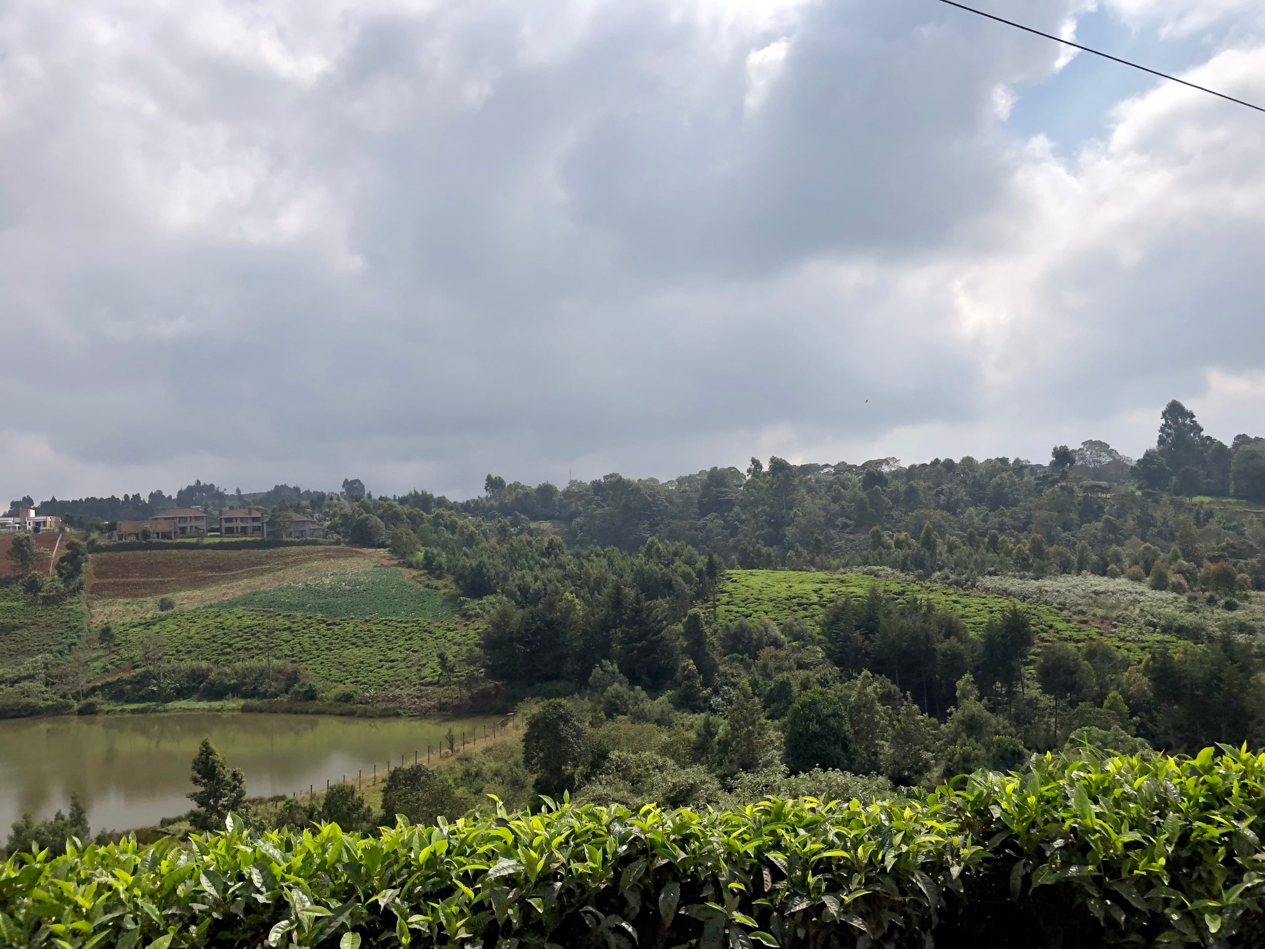 Lush vegetation with trees and a tea farm