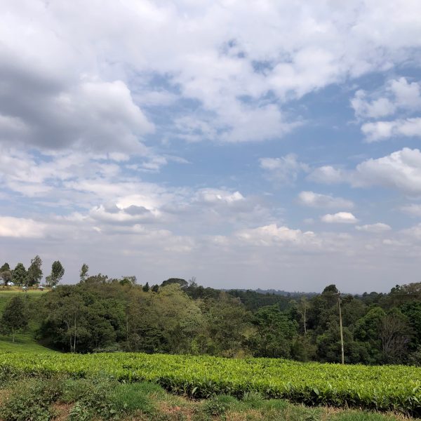 A tea plantation on a sunny day 