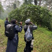 Bird Population Monitoring at Makerere University Biological Field Station