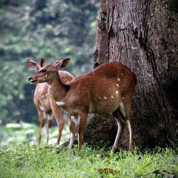 Two antelopes standing next to a tree with a thick trunk 