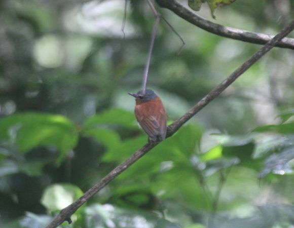 A bird with a gray head