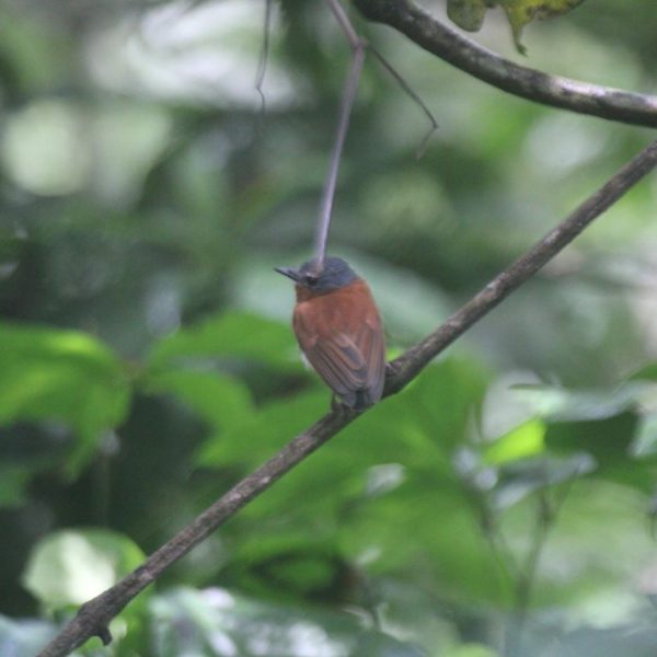 A bird with a gray head 