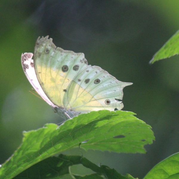 A cream butterfly with light blue colors