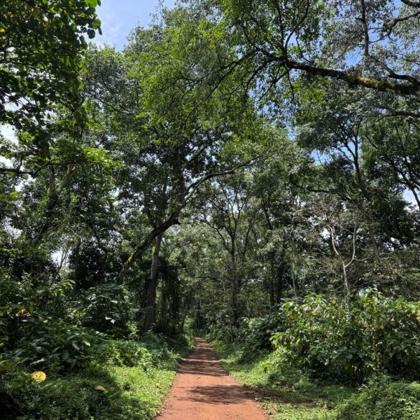 A forest trail with beautiful trees 