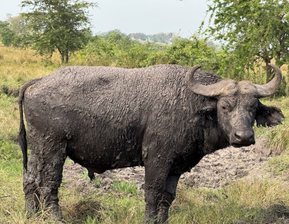 A buffalo looking straight into the camera