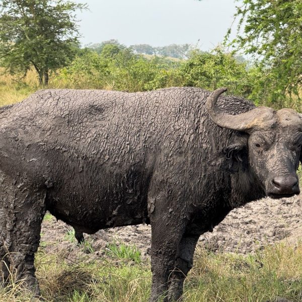 A buffalo looking straight into the camera