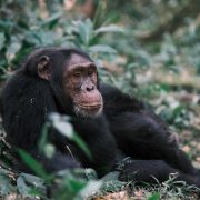 Chimpanzees in Uganda involved in civil war for the past 8 years : Ngogo chimpanzee war