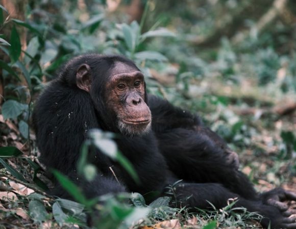 Chimpanzees in Uganda involved in civil war for the past 8 years : Ngogo chimpanzee war