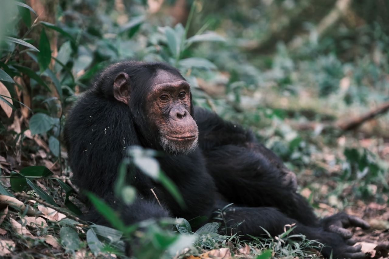 Chimpanzee in a forest