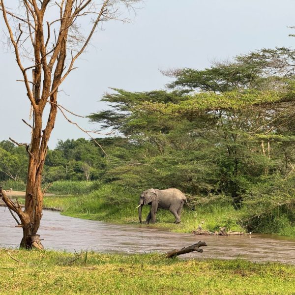 Elephant standing along a river bank 