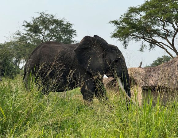 An elephant in a national park