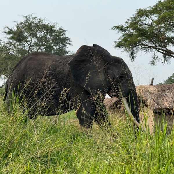 An elephant in a national park 