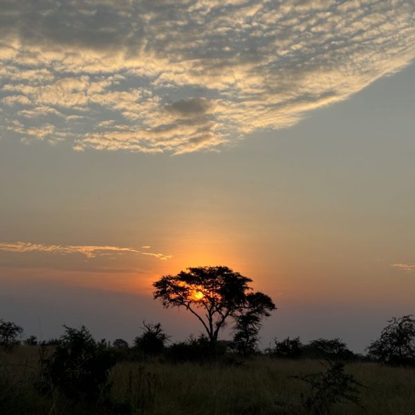 Golden sky with savanna vegetation in the horizon