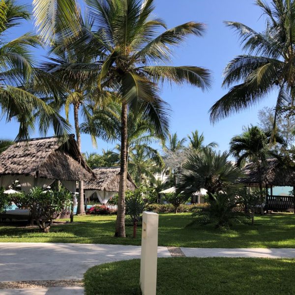 Green trees and a cement walkway 