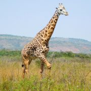 Akagera National Park entrance fees 2026 – 2027, Akagera national park prices