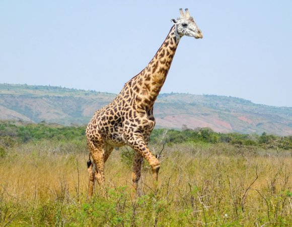 Akagera National Park entrance fees 2026 – 2027, Akagera national park prices