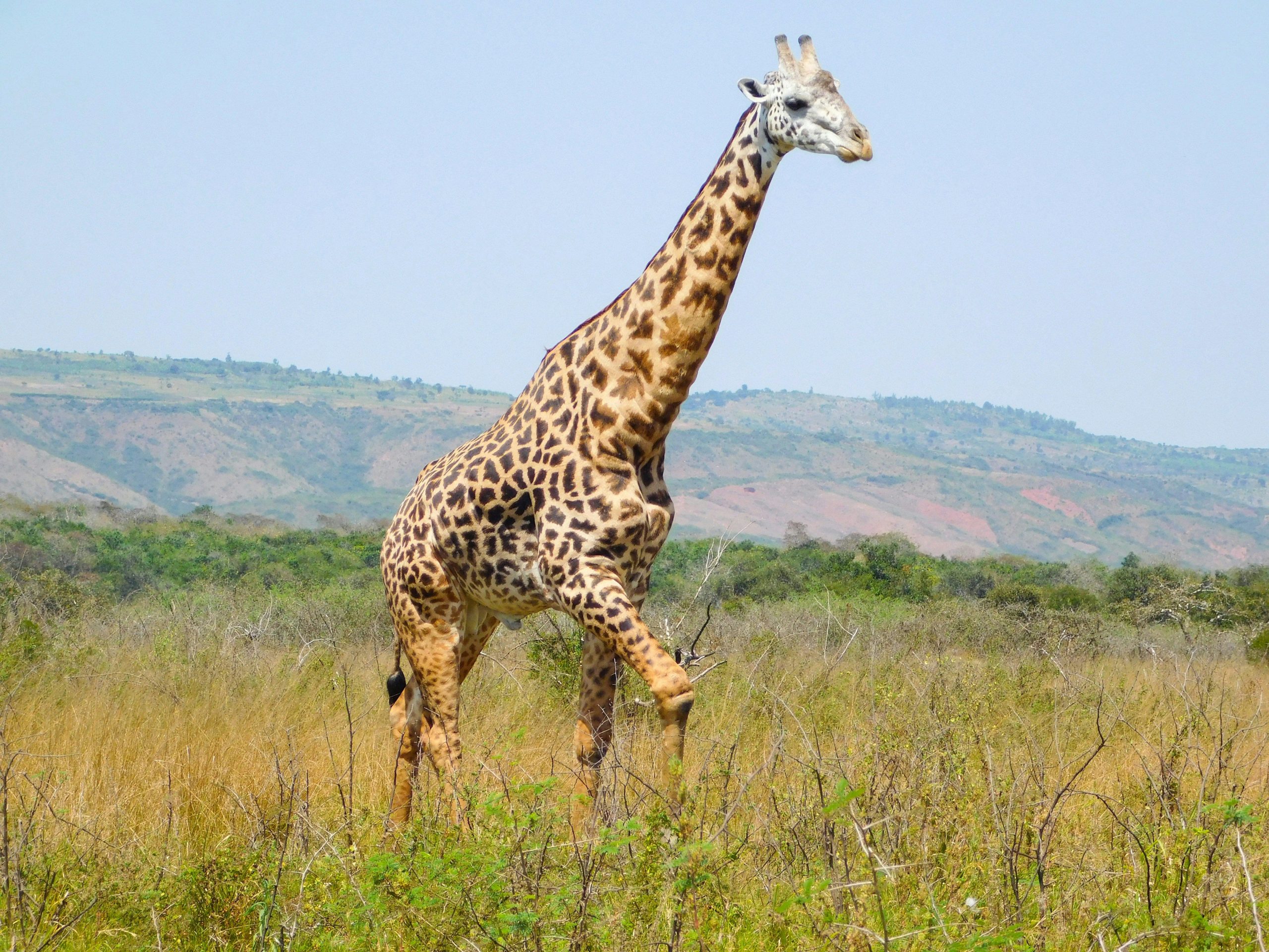 A tall giraffe in a savanna park on a sunny day
