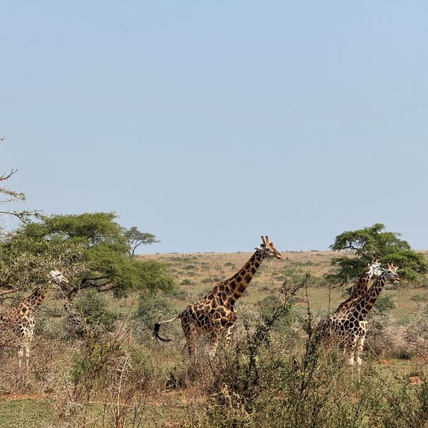 Giraffes in a game park in the afternoon