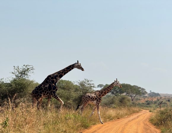 5 things that make Murchison Falls National Park special
