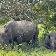 One rhino standing on its feet while another rhino rests on the ground