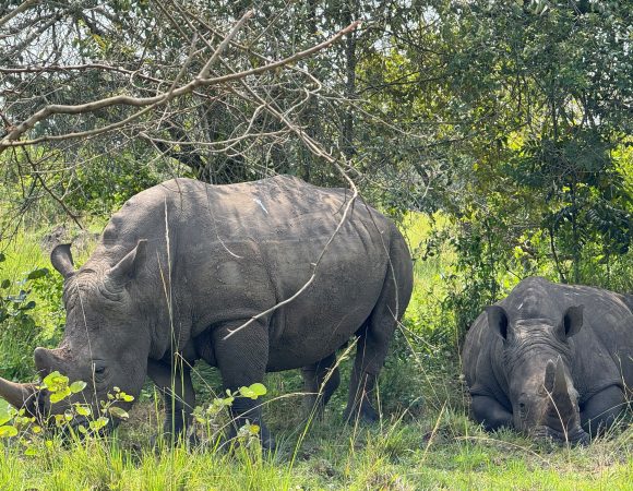What to expect when you go rhino trekking at Ziwa Rhino Sanctuary : Rhino trekking Uganda