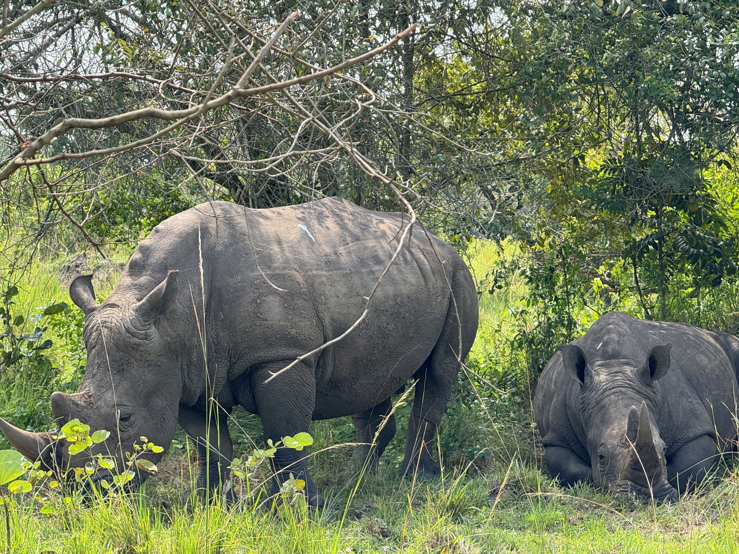 One rhino standing on its feet while another rhino rests on the ground