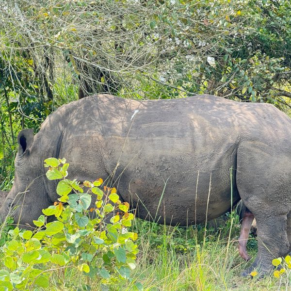 A large southern white rhino 