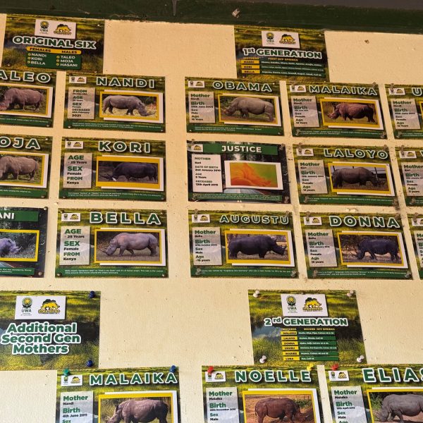 A chart with different rhino photos
