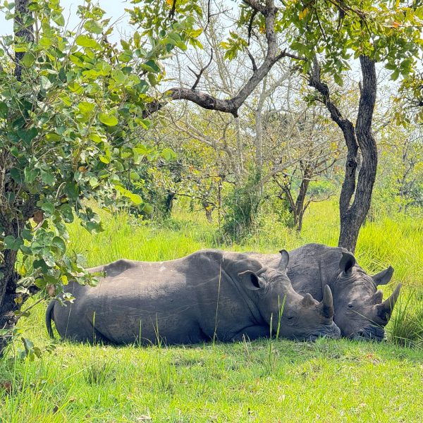 Two rhinos resting on green grass 