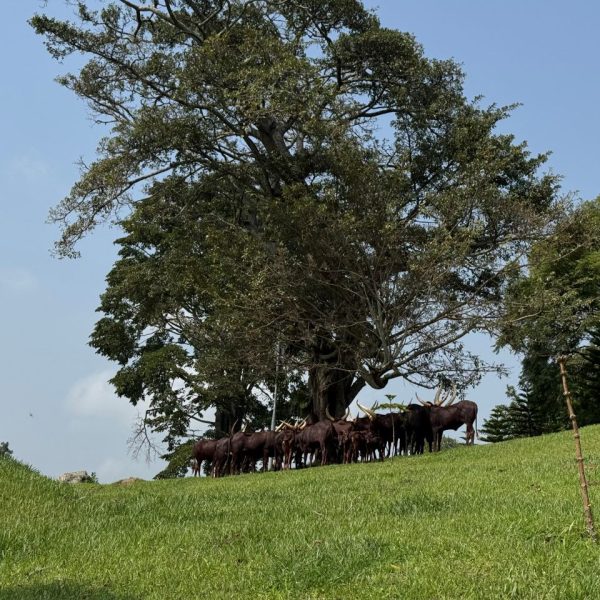 Cows standing under a tree on a sunny day