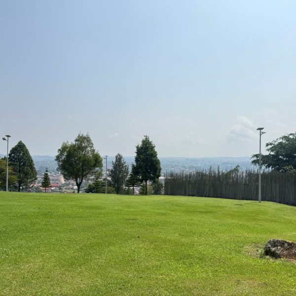 Green trees in a green compound
