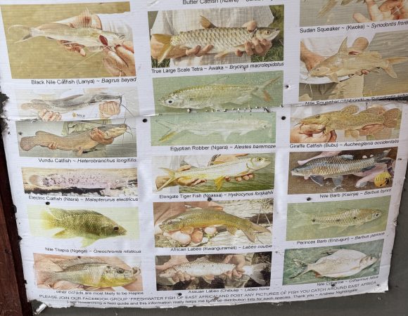 Fish Species of the Murchison Nile : fishing in Murchison Falls