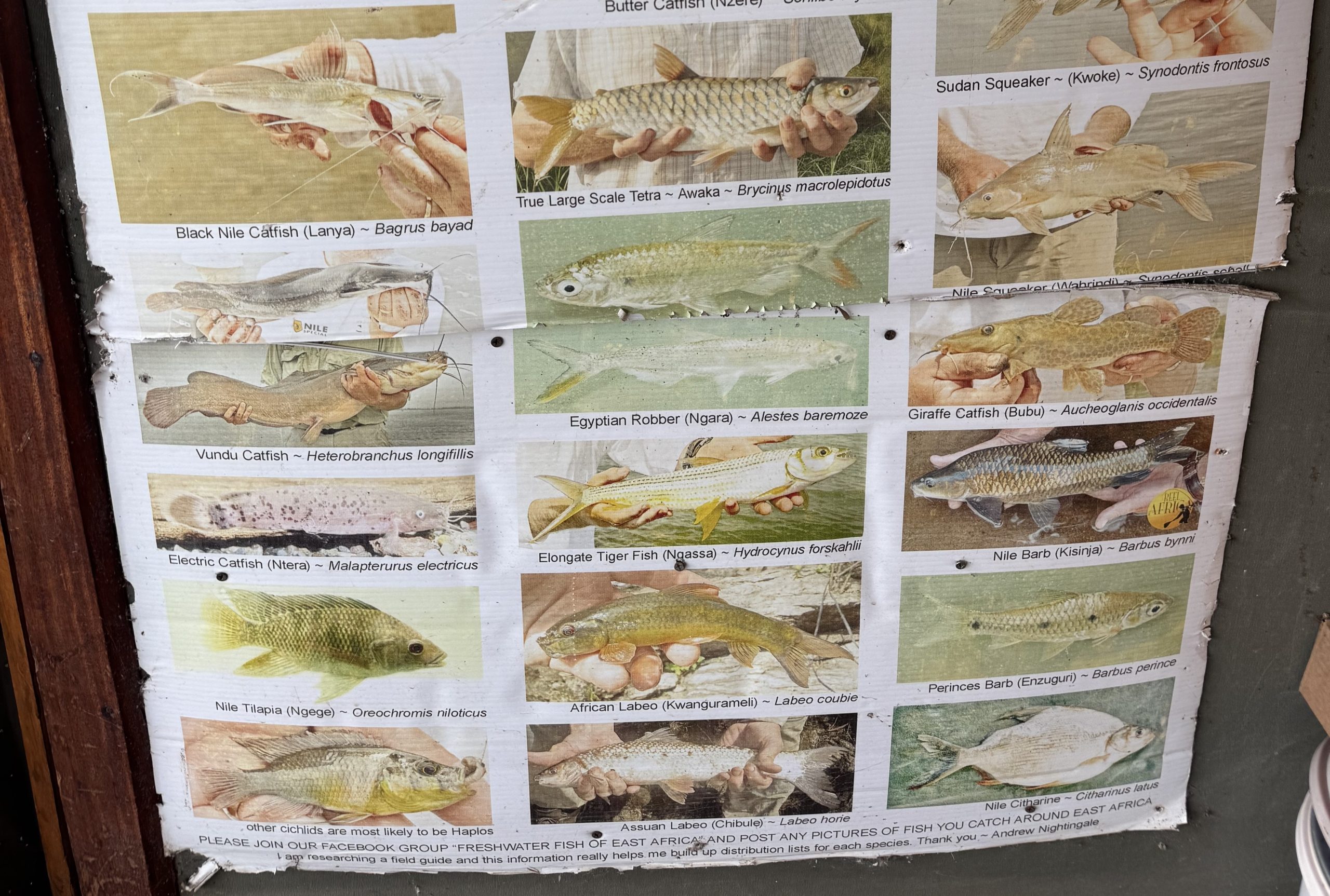 A Chart with fish species on the wall