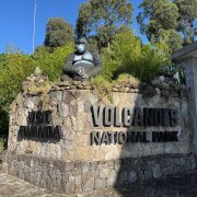 Volcanoes National Park entrance fees – all you need to know about visiting Volcanoes National Park Rwanda