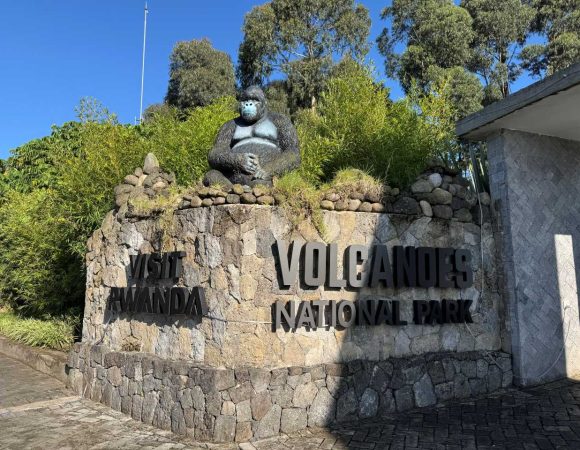 Volcanoes National Park entrance fees – all you need to know about visiting Volcanoes National Park Rwanda